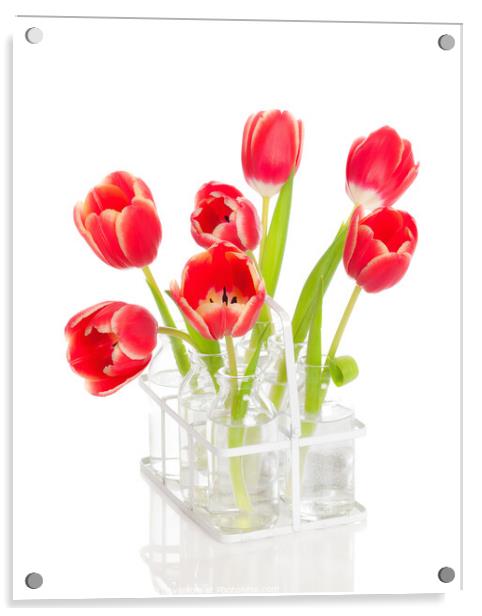 Spring Tulips Acrylic by Amanda Elwell
