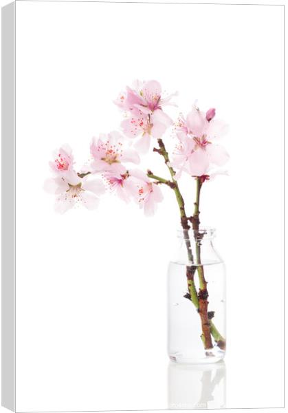 Cherry Blossom Canvas Print by Amanda Elwell