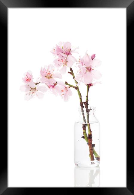 Cherry Blossom Framed Print by Amanda Elwell