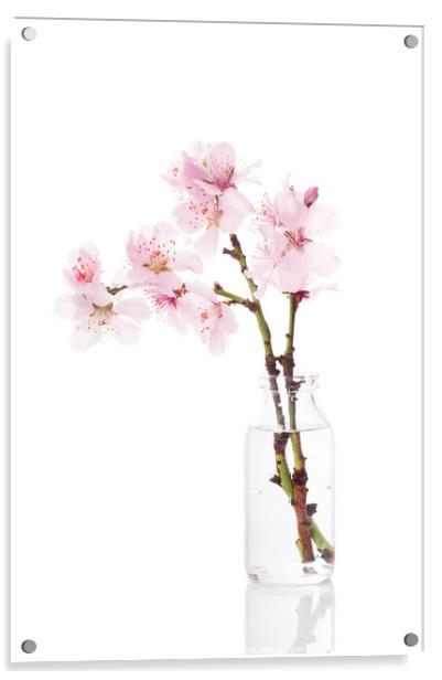 Cherry Blossom Acrylic by Amanda Elwell