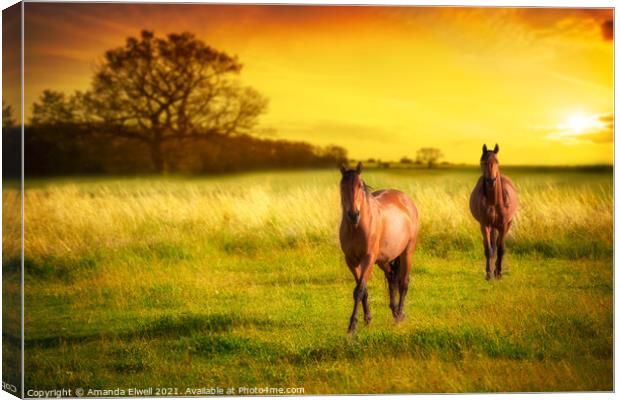 Horses At Sunset Canvas Print by Amanda Elwell