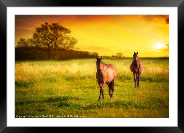 Horses At Sunset Framed Mounted Print by Amanda Elwell