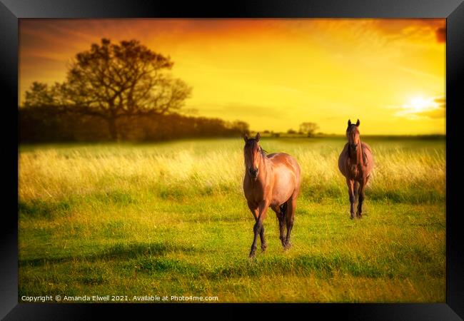 Horses At Sunset Framed Print by Amanda Elwell