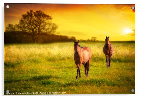 Horses At Sunset Acrylic by Amanda Elwell