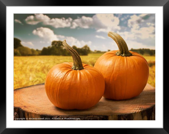 Pumpkins Framed Mounted Print by Amanda Elwell