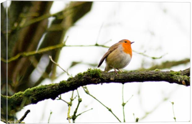 Robin perched on a tree branch Canvas Print by Julie Tattersfield