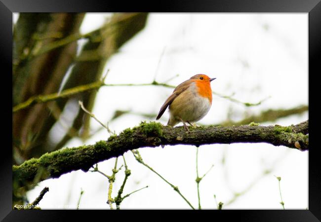 Robin perched on a tree branch Framed Print by Julie Tattersfield