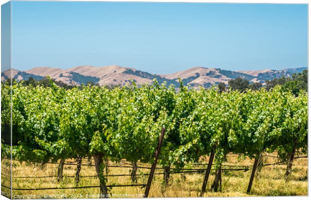 California Wine country - Panoramic Canvas Print by Blok Photo 