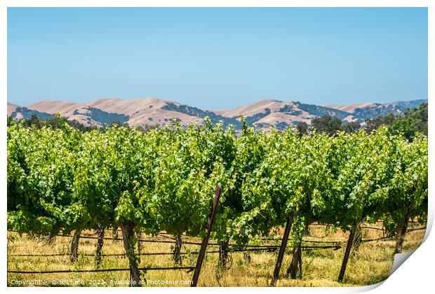 California Wine country - Panoramic Print by Blok Photo 
