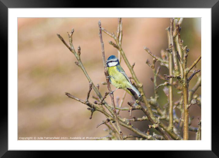 A small blue tit bird perched on a tree branch Framed Mounted Print by Julie Tattersfield
