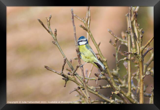 A small blue tit bird perched on a tree branch Framed Print by Julie Tattersfield