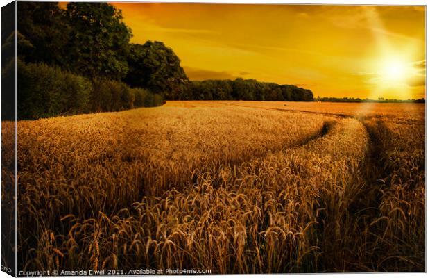 Wheat Ripening in Late Summer Sun, Shropshire Canvas Print by Amanda Elwell