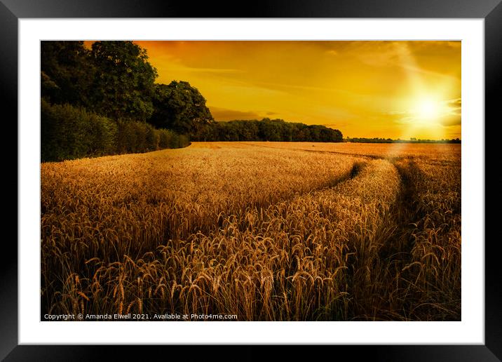 Wheat Ripening in Late Summer Sun, Shropshire Framed Mounted Print by Amanda Elwell