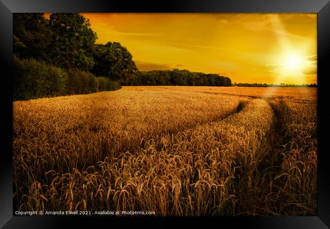 Wheat Ripening in Late Summer Sun, Shropshire Framed Print by Amanda Elwell