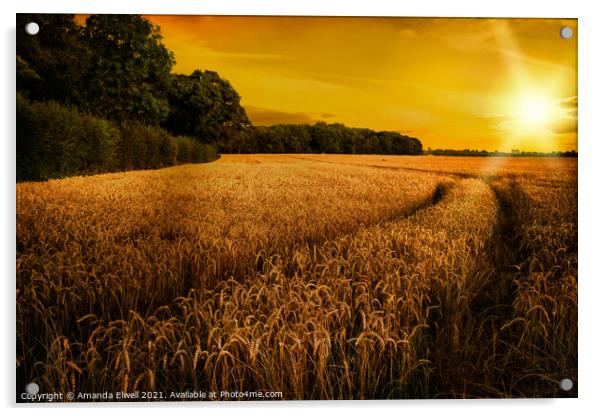 Wheat Ripening in Late Summer Sun, Shropshire Acrylic by Amanda Elwell