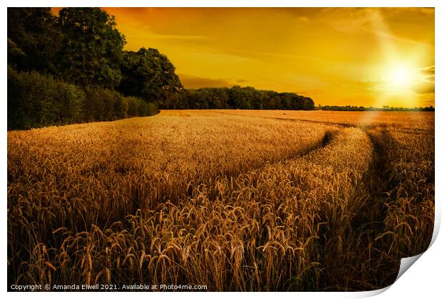 Wheat Ripening in Late Summer Sun, Shropshire Print by Amanda Elwell