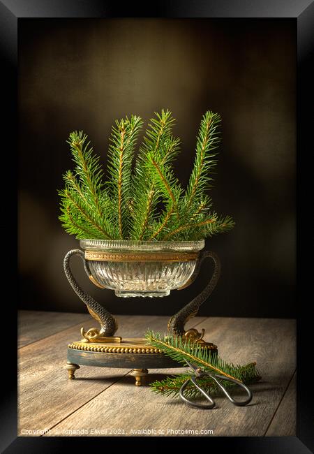 Sprigs Of Pine Tree Framed Print by Amanda Elwell