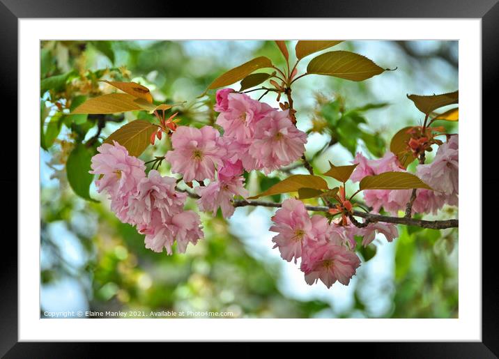 Pink n Pretty Framed Mounted Print by Elaine Manley