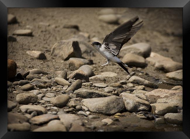 HOUSE MARTIN IN FLIGHT Framed Print by Anthony R Dudley (LRPS)