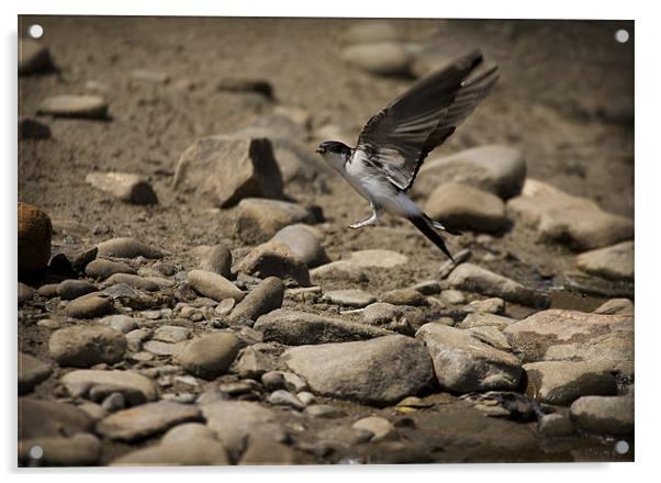 HOUSE MARTIN IN FLIGHT Acrylic by Anthony R Dudley (LRPS)