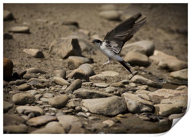 HOUSE MARTIN IN FLIGHT Print by Anthony R Dudley (LRPS)