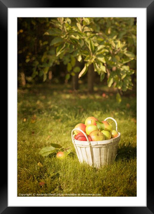 The Orchard Framed Mounted Print by Amanda Elwell