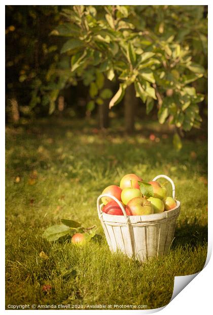 The Orchard Print by Amanda Elwell