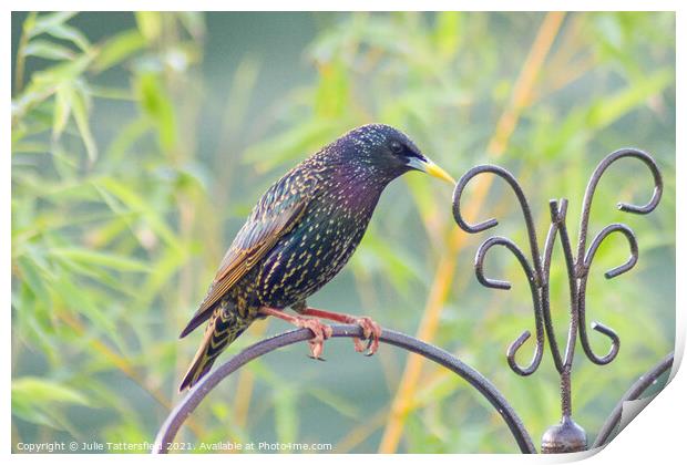 Starling bird perched showing its true colours Print by Julie Tattersfield