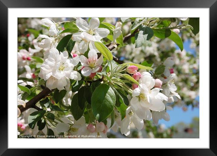  Spring Apple Blossoms  Framed Mounted Print by Elaine Manley