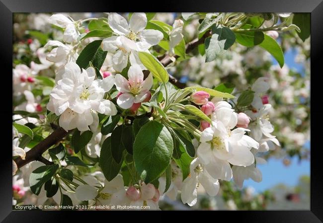  Spring Apple Blossoms  Framed Print by Elaine Manley