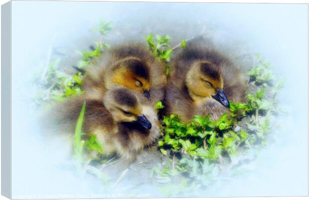 Spring Babies  Canvas Print by Elaine Manley