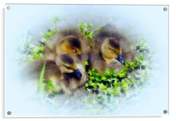 Spring Babies  Acrylic by Elaine Manley