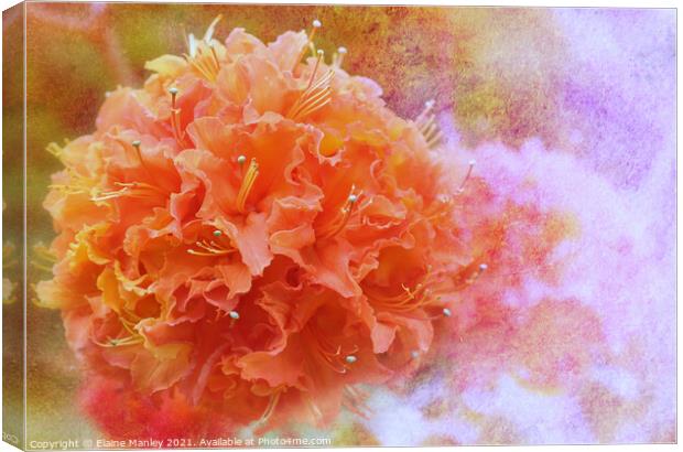  Orange Azalea   Canvas Print by Elaine Manley