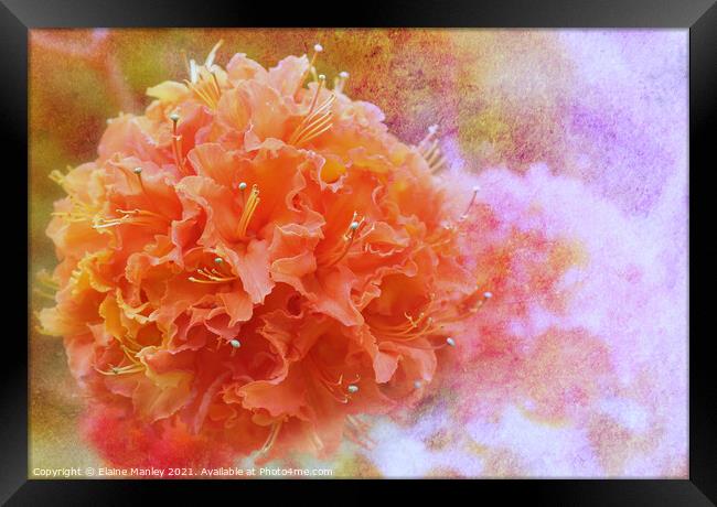  Orange Azalea   Framed Print by Elaine Manley