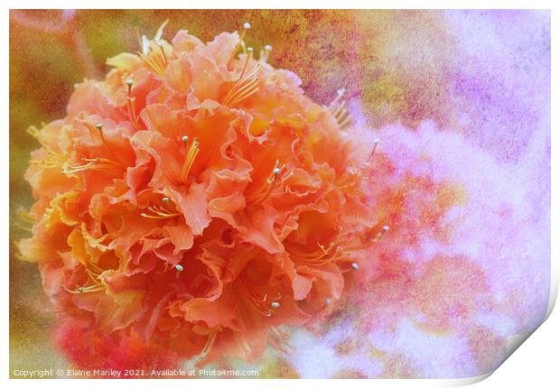  Orange Azalea   Print by Elaine Manley