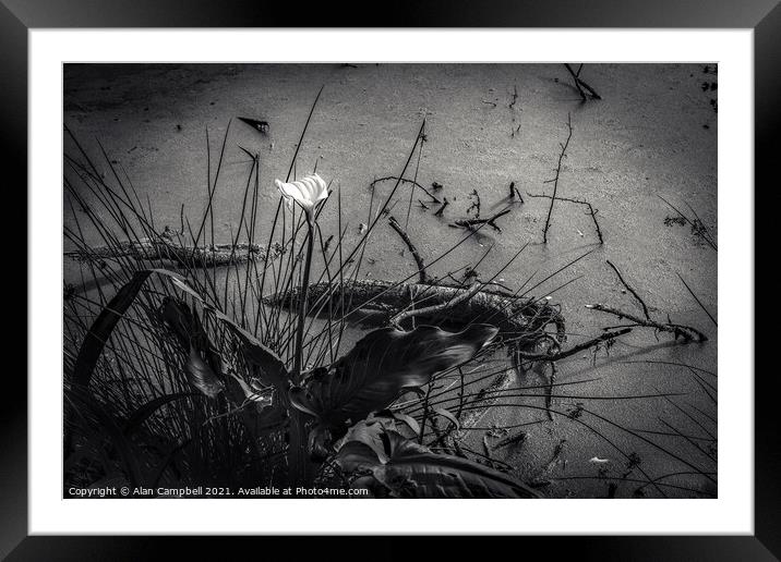 Alone Framed Mounted Print by Alan Campbell
