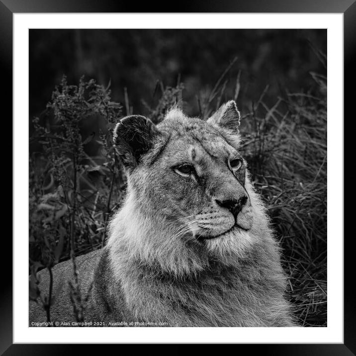 Sitting Proud Framed Mounted Print by Alan Campbell