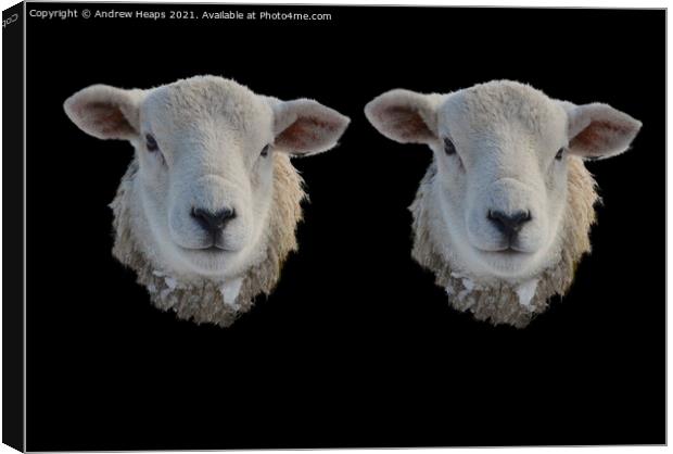 Two Sheep heads  Canvas Print by Andrew Heaps