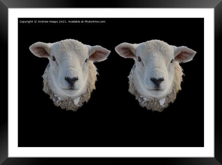 Two Sheep heads  Framed Mounted Print by Andrew Heaps