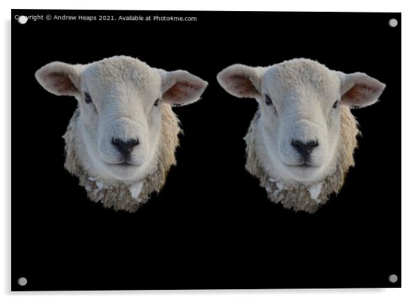 Two Sheep heads  Acrylic by Andrew Heaps