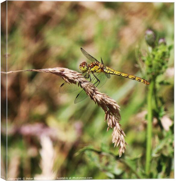 Dragonfly on wheat head Canvas Print by Peter Brownlow