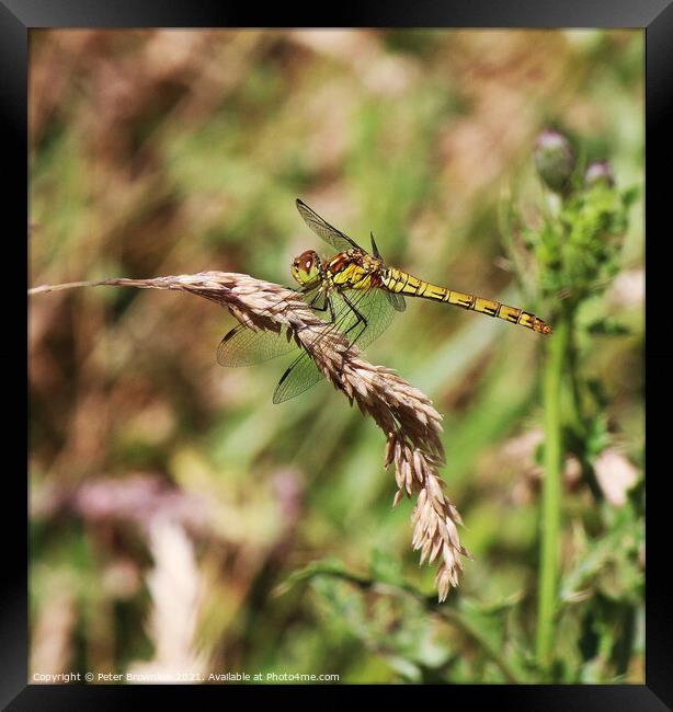 Dragonfly on wheat head Framed Print by Peter Brownlow