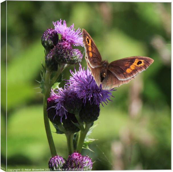 Meadow Brown butterfly on thistle Canvas Print by Peter Brownlow