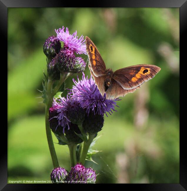 Meadow Brown butterfly on thistle Framed Print by Peter Brownlow