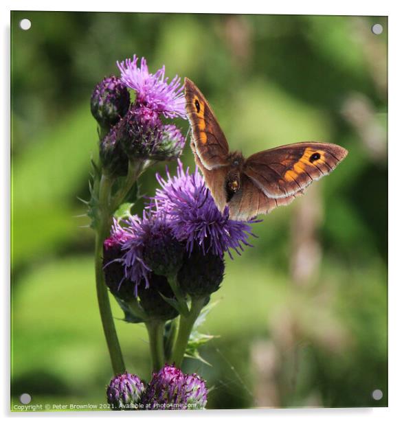 Meadow Brown butterfly on thistle Acrylic by Peter Brownlow