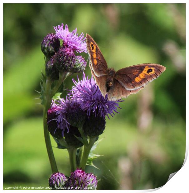 Meadow Brown butterfly on thistle Print by Peter Brownlow