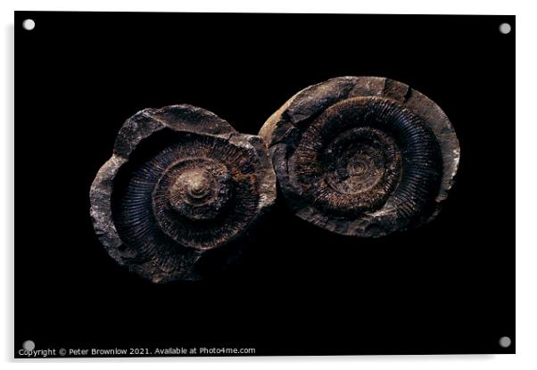 Ammonite fossil Acrylic by Peter Brownlow