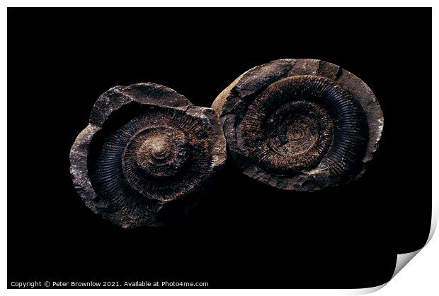 Ammonite fossil Print by Peter Brownlow
