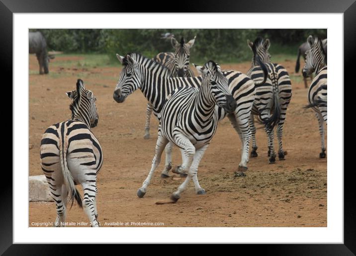 A herd of zebra standing on top of a dirt field Framed Mounted Print by Natalie Hiller