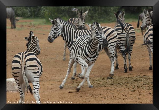 A herd of zebra standing on top of a dirt field Framed Print by Natalie Hiller